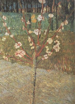 Vincent Van Gogh Almond Tree in Blossom (nn04) Germany oil painting art